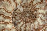 Agatized, Cut & Polished Ammonite Fossil - Madagasar #191585-3
